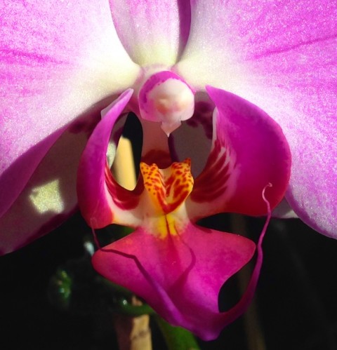 orchid photos