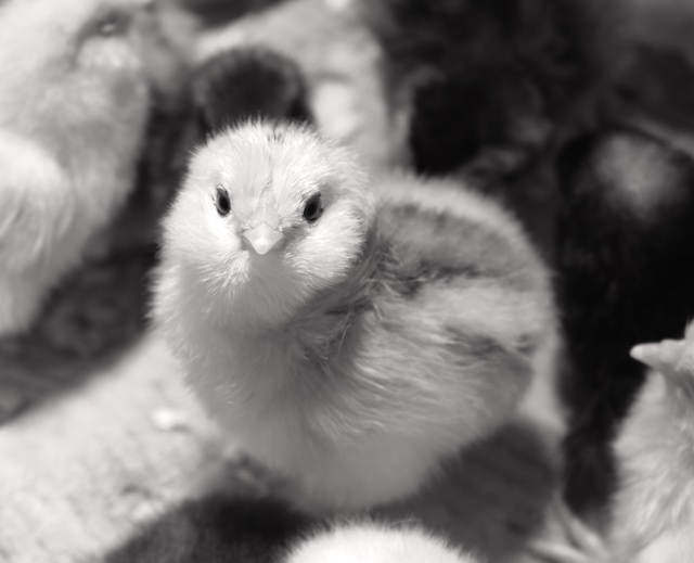 photos of baby chicks