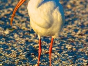 Ibis Photos