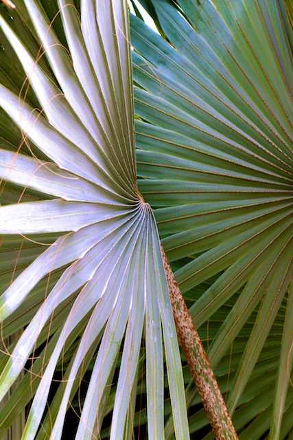 palm tree photos