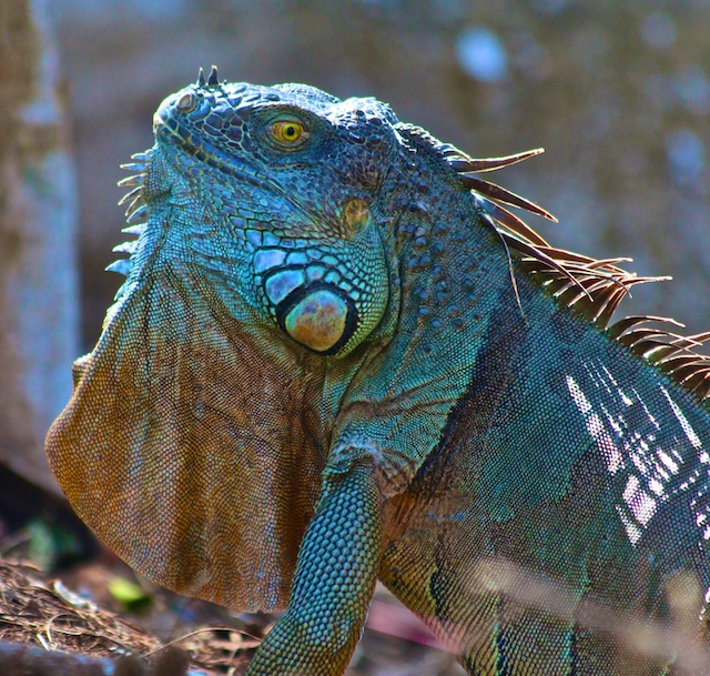 iguana photos