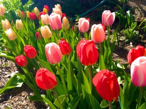 Earth Day Quote with Flowers