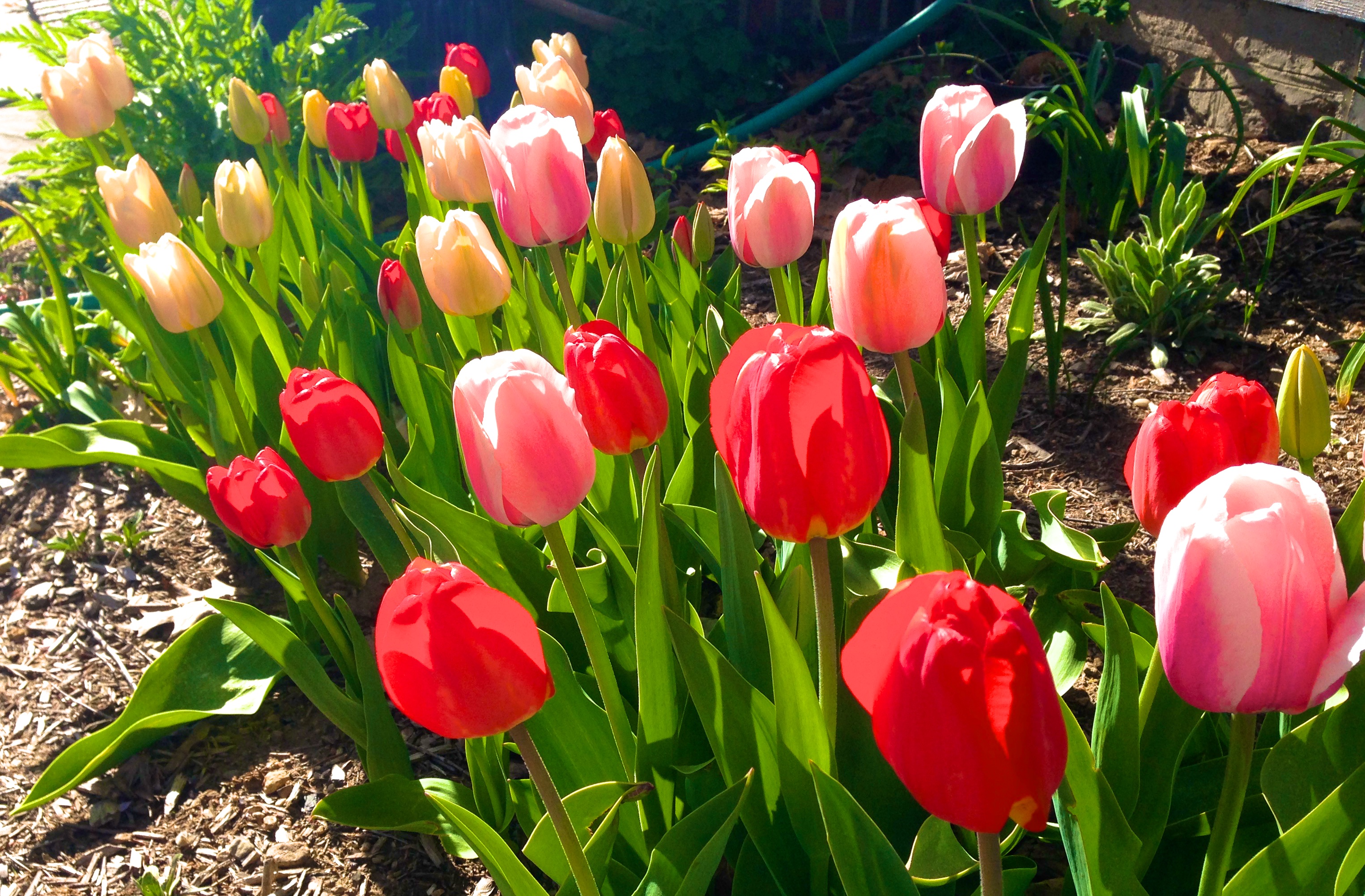 Earth day flowers