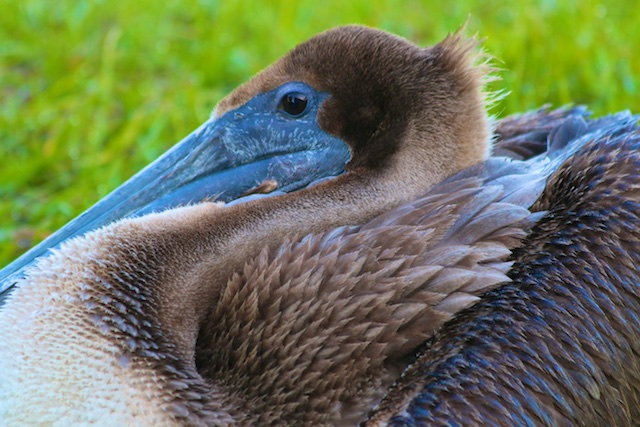 pelican photos