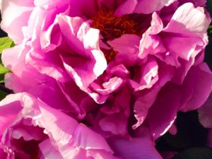 Spring at the Brooklyn Botanical Gardens