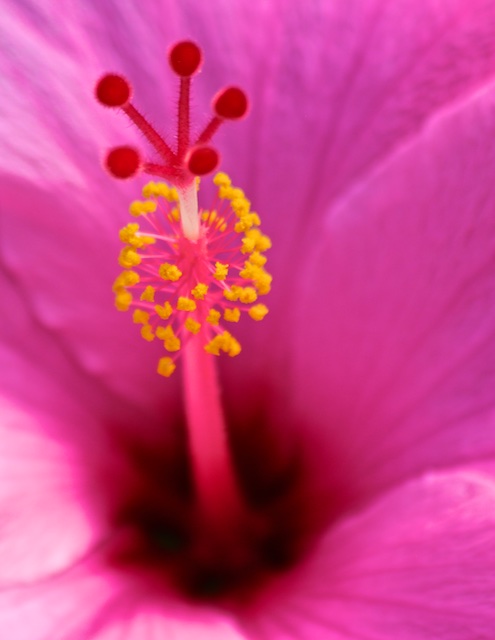 hibiscus photos