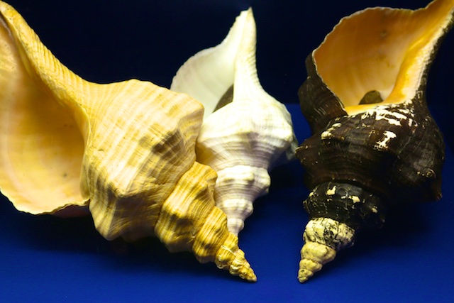 shell museum of Sanibel