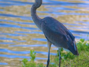 Heron Photos and Poem by Wendell Barry