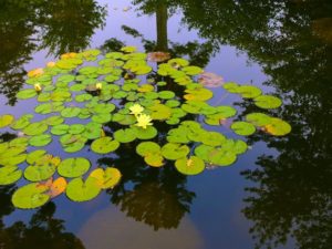 Mid Maine Botanical Gardens