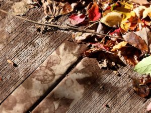 Poem by Lisa Schwartz: Our Long Sad Brief Season