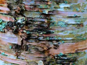 David Abrams Quote: Talk to, Not only About