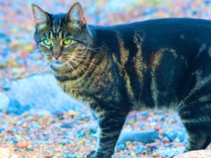 Jeannine’s Cats on the Beach