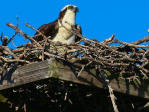 Osprey Photos
