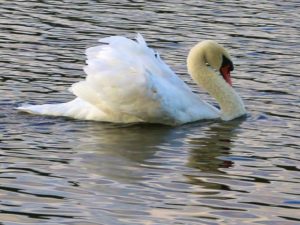 Whistling Swans (poem by Mary Oliver)