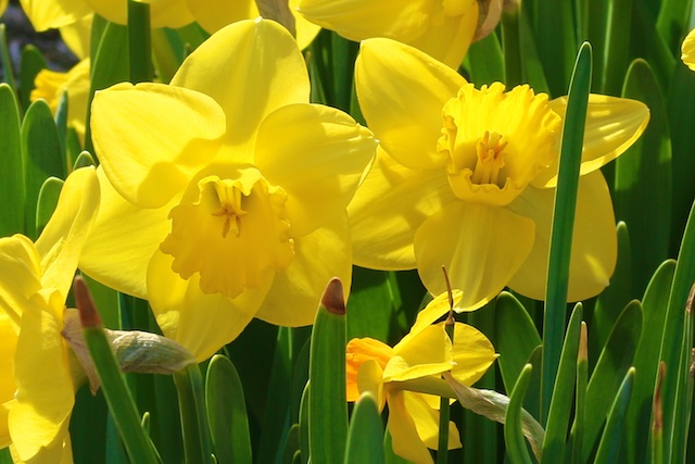Wordsworth daffodil poem