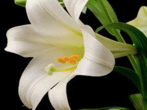 Not Dead but Risen (New Easter Poem by Polly Castor)