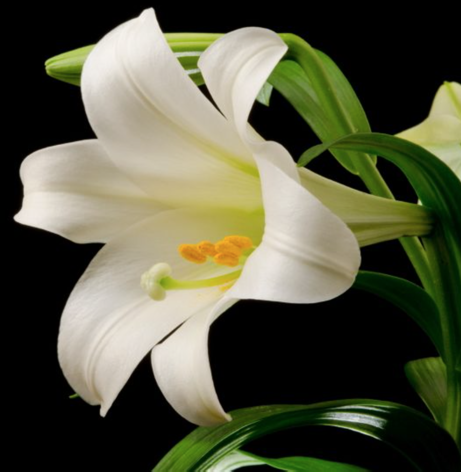 Easter poem by Polly Castor