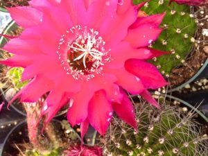 Chaparral Cactus and Succulents