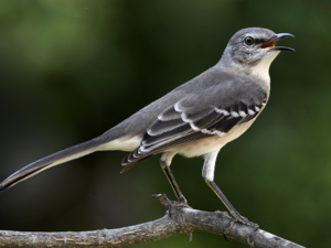 A Mockingbird Sings (a poem by Sydney Eddison)