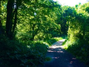 It’s Green out There (New Poem by me with Photos)