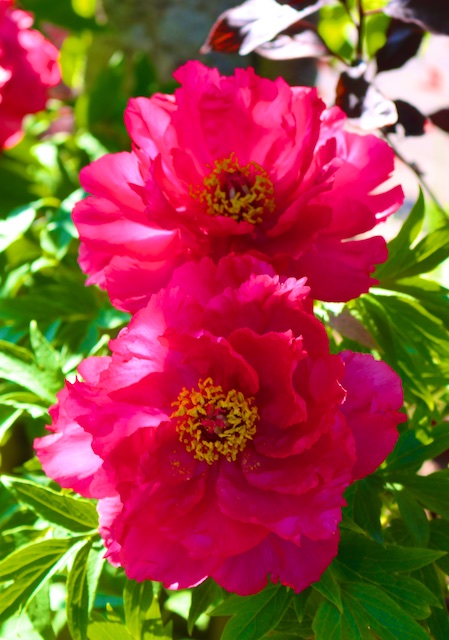 Peony Photos (with a poem by Mary Oliver) | Polly Castor