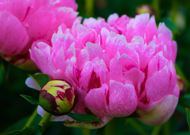 Peony Photos (with a poem by Mary Oliver) | Polly Castor