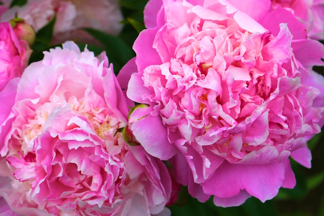 Peony Photos (with a poem by Mary Oliver) | Polly Castor