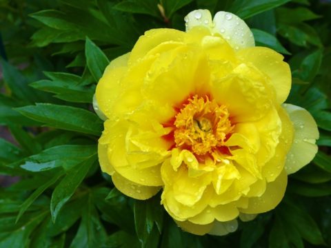 Peony Photos (with a poem by Mary Oliver)