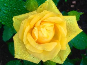 Early Summer Rose Photos