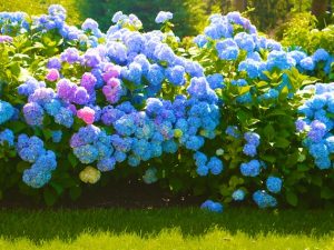 Hydrangea Photos