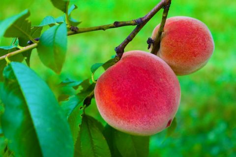 Photos of our Peach Crop
