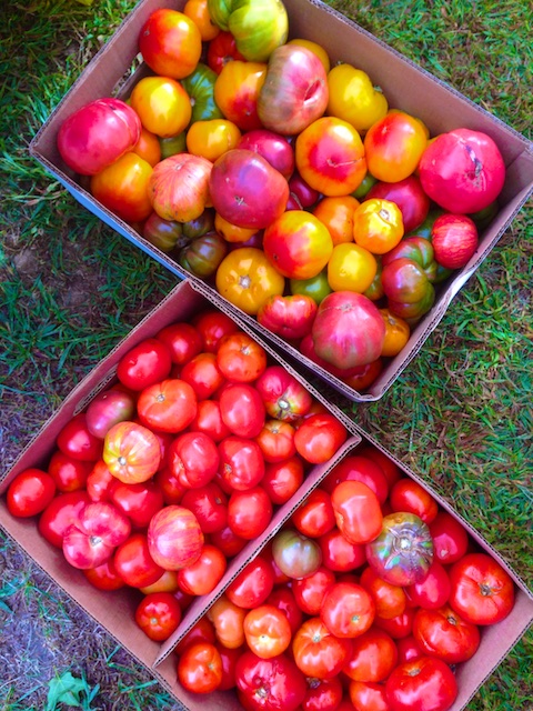 Roasted Tomato Sauce Method