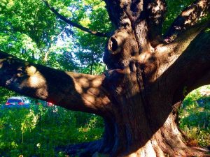 A Wayside Sacrament (a Charles Kingsley Quote with Photos)