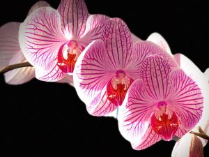 Photos of our Re-blooming Orchid