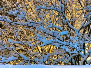 Early Morning Snow Photos