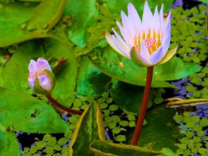 Some Links on Eco-Theology for Earth Day