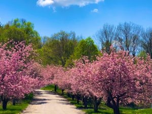 Photos of Spring Trees