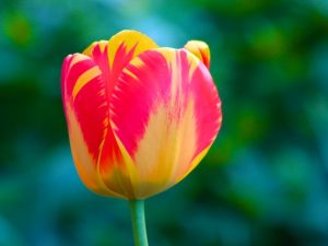 Tulip Photos 2018