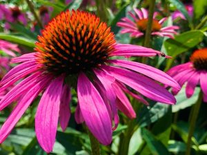 Is That a Dream or a Goal? (quote with Coneflower Photos)