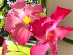 Worry is Ingratitude in Advance (quote by Ginny Nilsen)