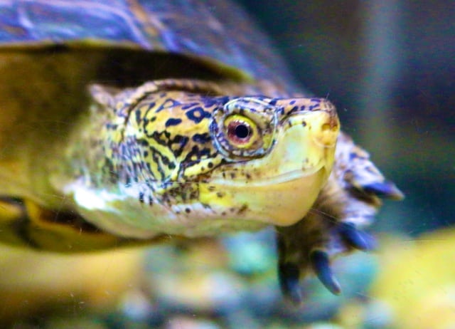 Exemplary Turtles (New poem by Polly Castor)