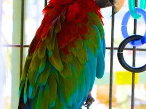 Hope (Emily Dickinson Poem with Bird Photos)