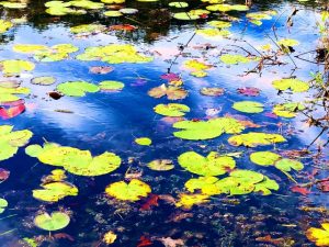 Photo Walk in Putnam State Park