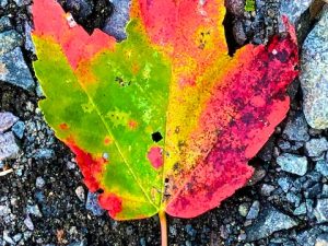 Leaf Litter Photos (& a Lesson on Mindfulness)