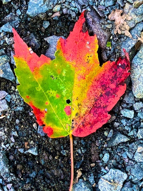 Leaf Litter Photos