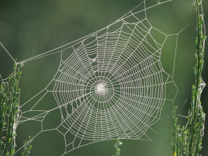The Web (Chief Seattle Quote)