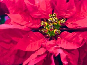 Advent Poems (Links)