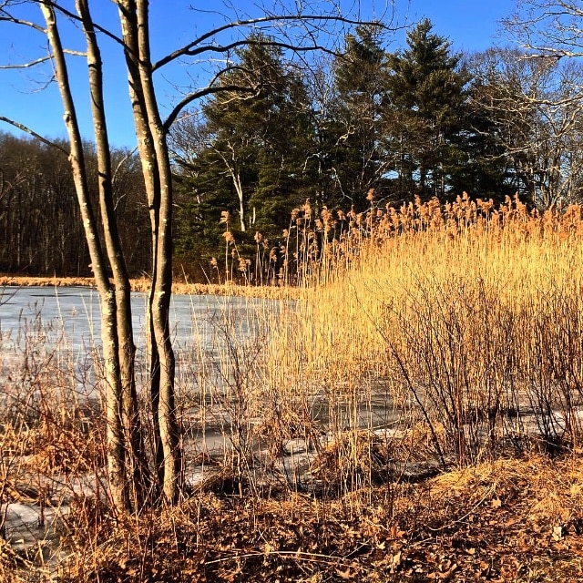 February Thaw in Putnam Park