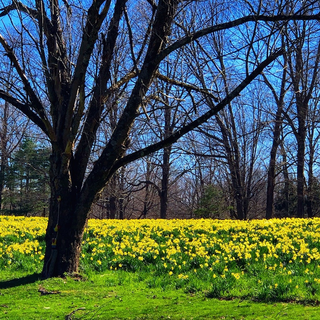 A Field of Daffodils