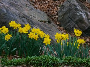 Allow Something Everyday (Lisa Congdon Quote)